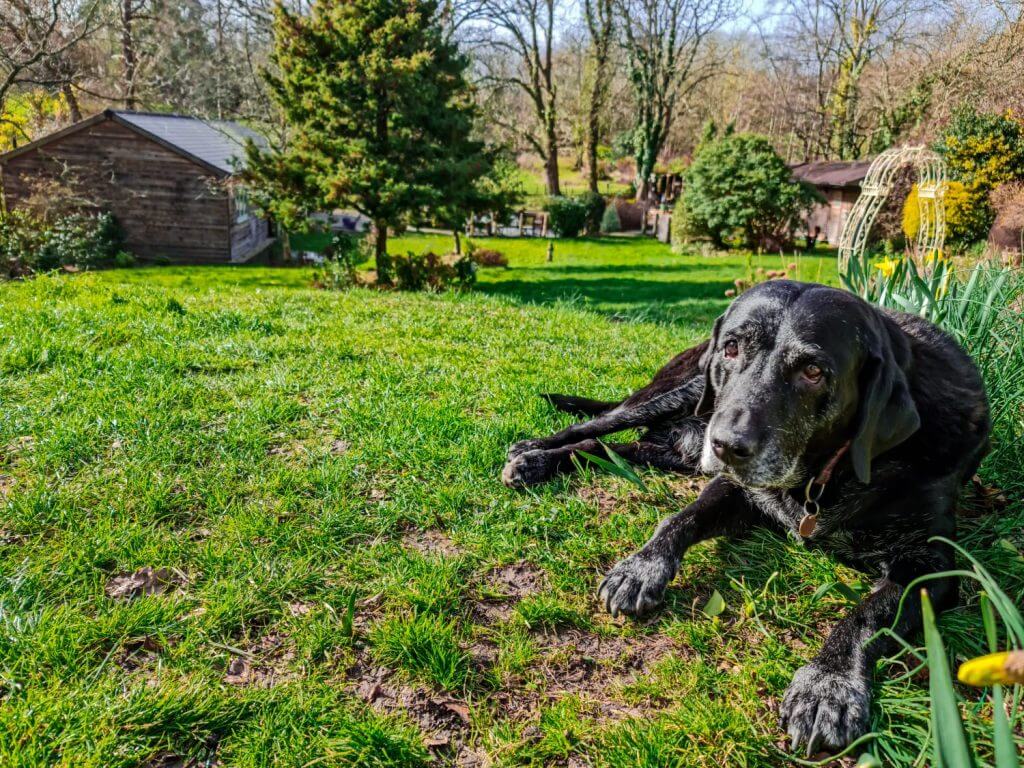 A pet dog enjoying garden living